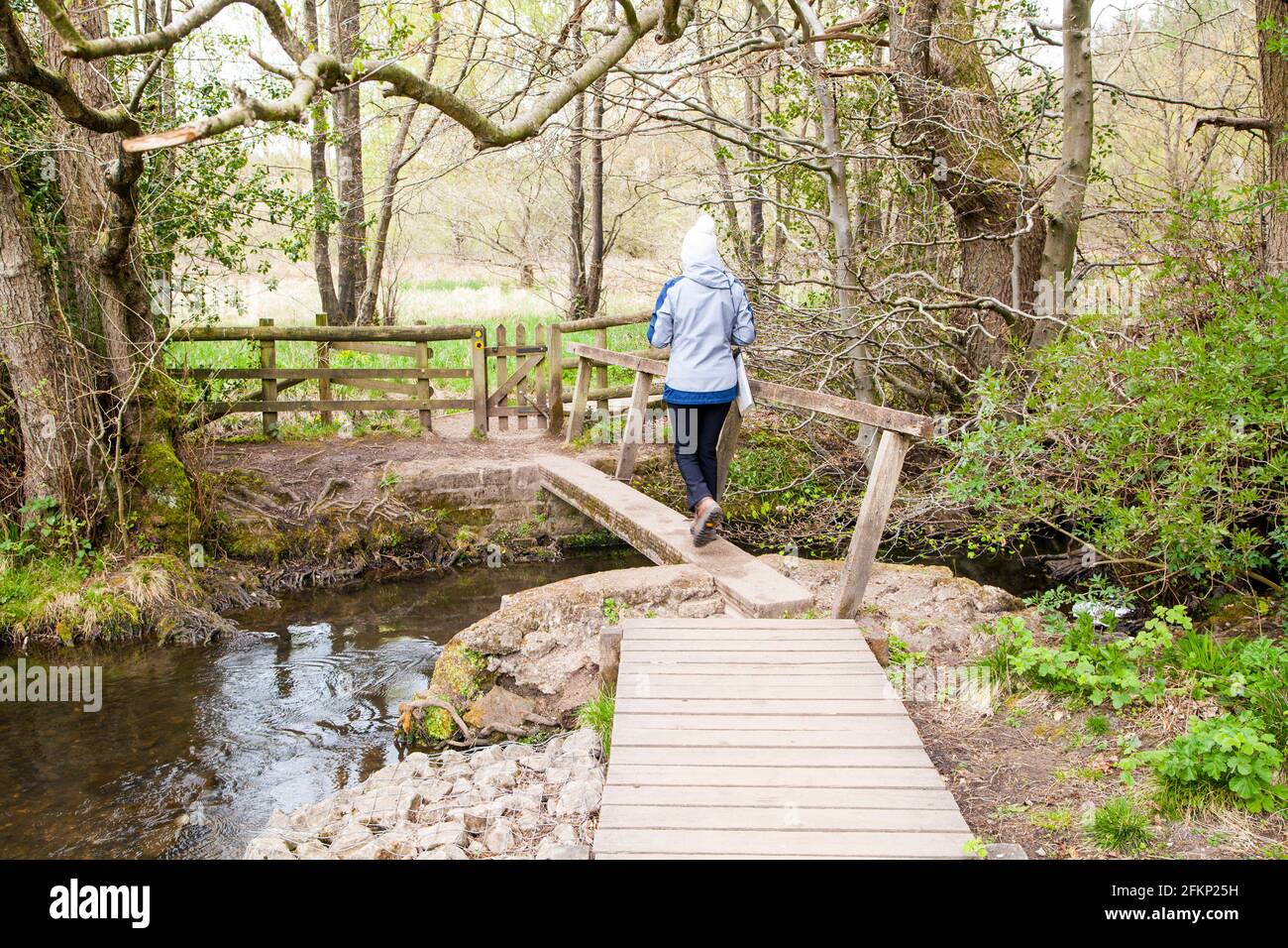 Woman walking across a wooden footbridge over Shirley Brook in woodland in Osmaston park near Ashbourne Derbyshire England Stock Photo