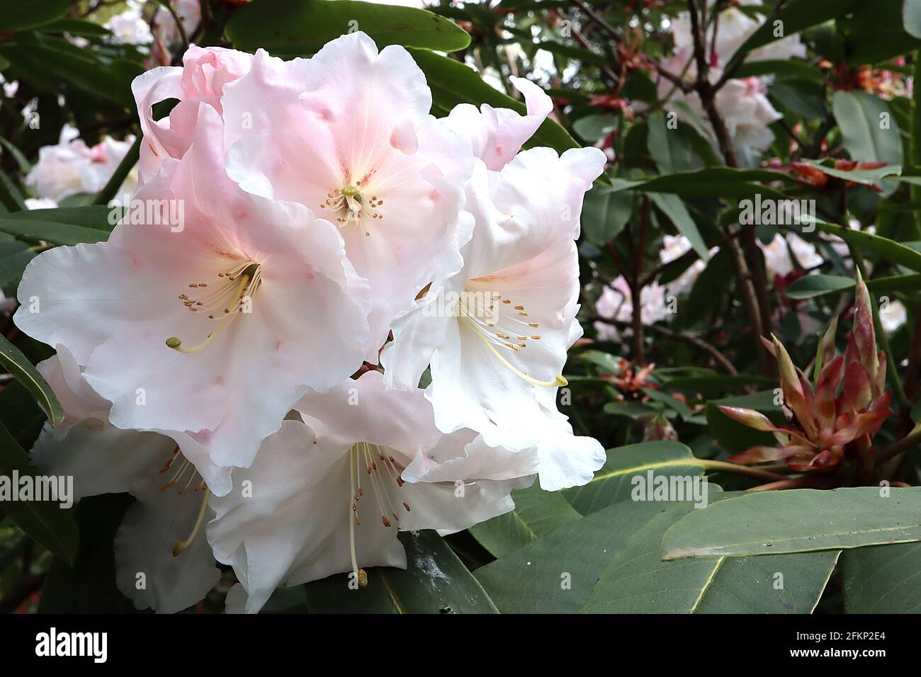 Rhododendron auriculatum Large white funnel-shaped flowers, long oblong dark green leaves,  May, England, UK Stock Photo