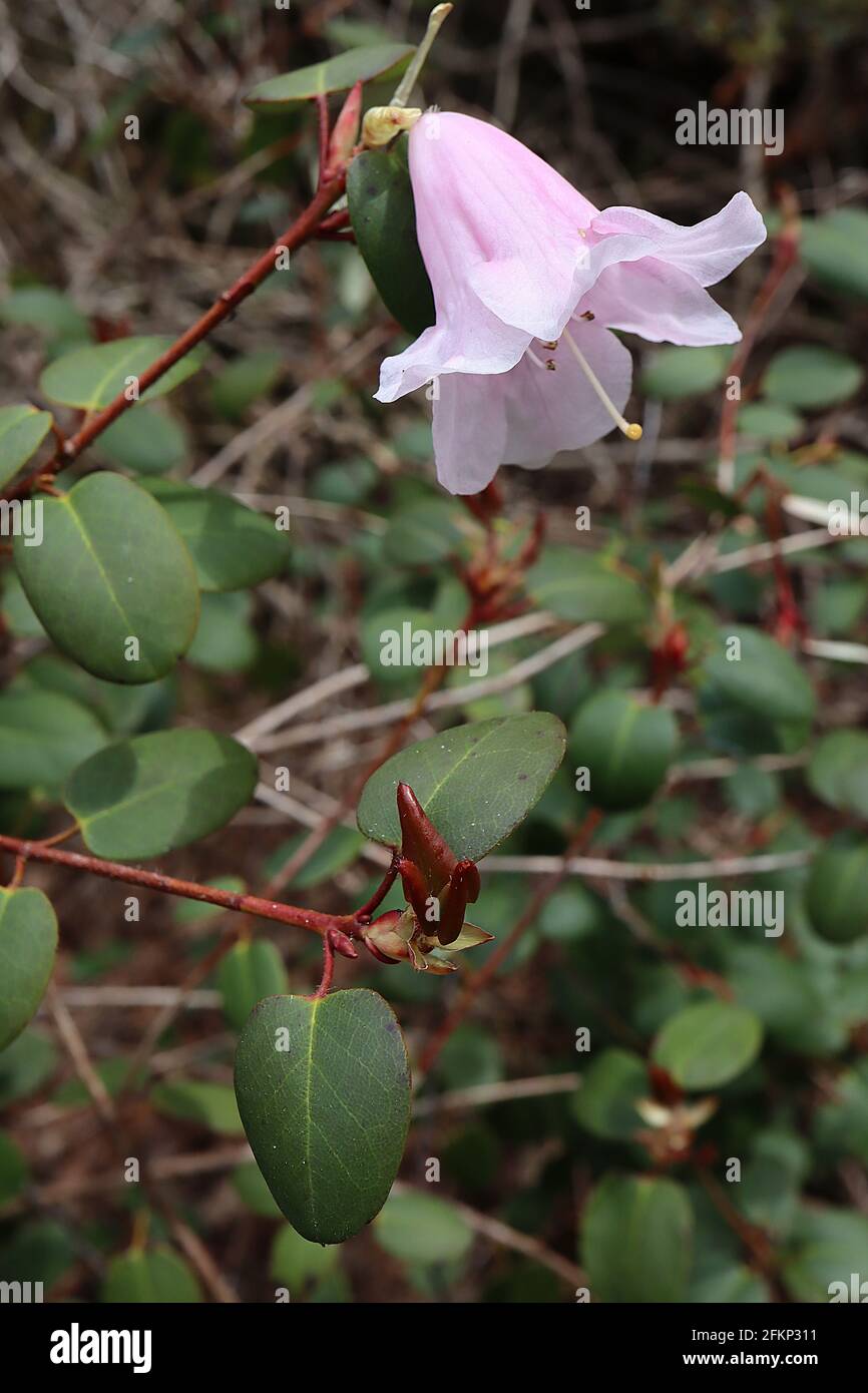 Rhododendron yuefengense White bell-shaped flowers with pale pink petal backs, short dark green oblong leaves, May, England, UK Stock Photo