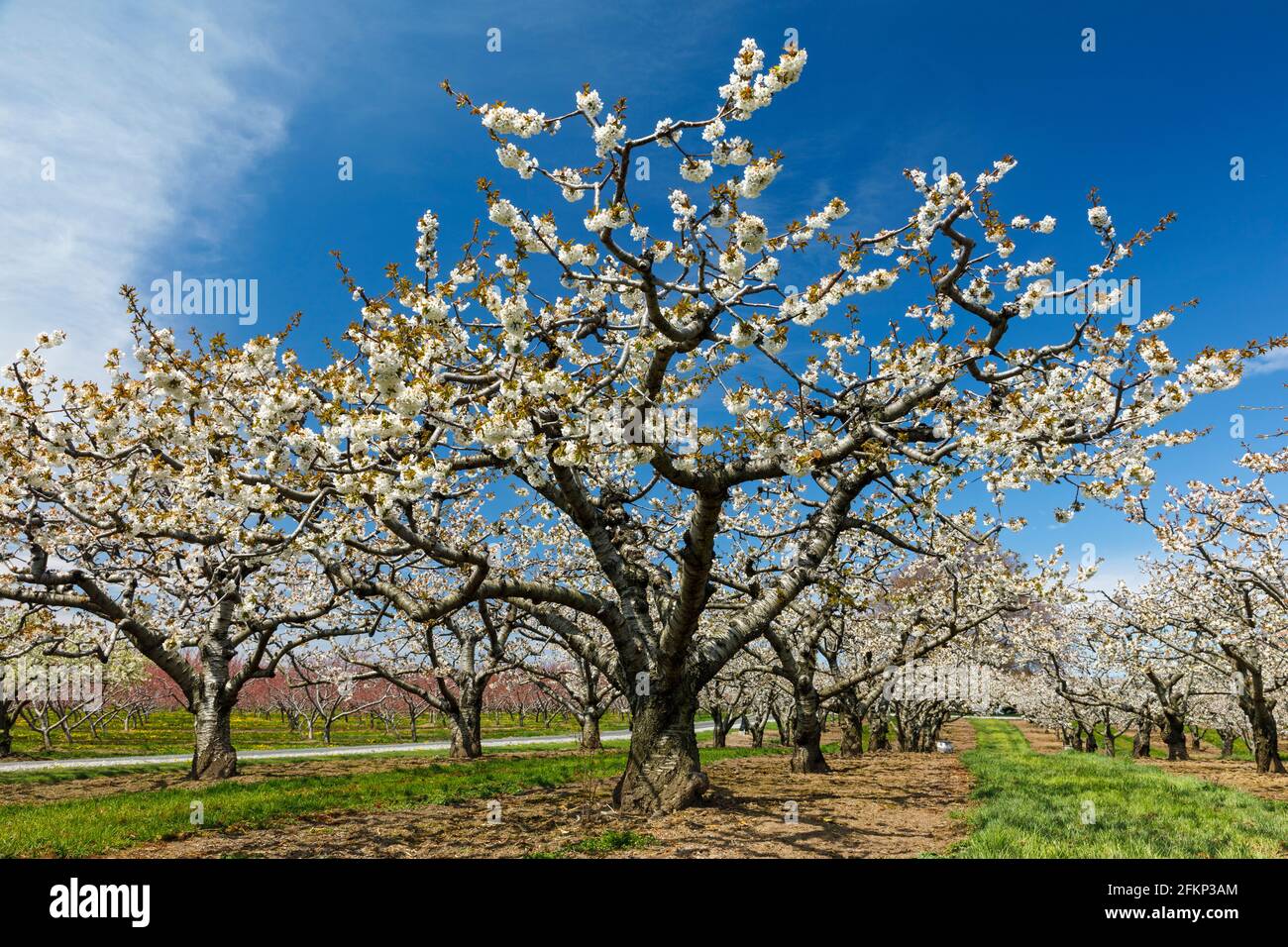 A cherry tree orchard in spring time bloom Stock Photo