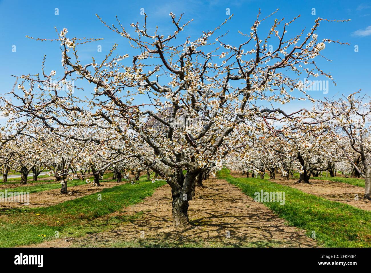 A cherry tree orchard in spring time bloom Stock Photo