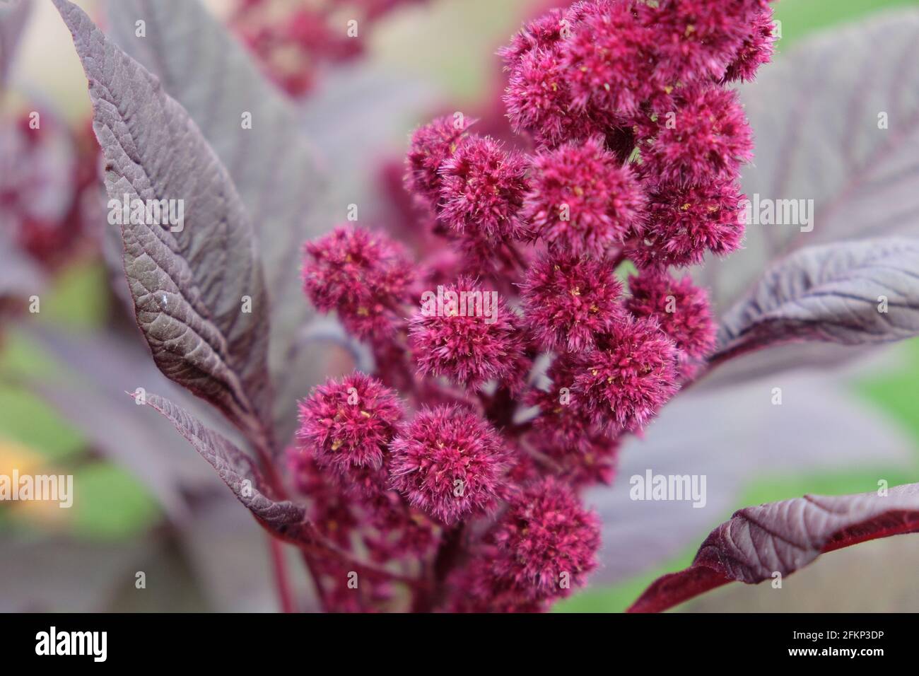 Inflorescence of crimson amaranth plant, closeup. Amaranthus cruentus