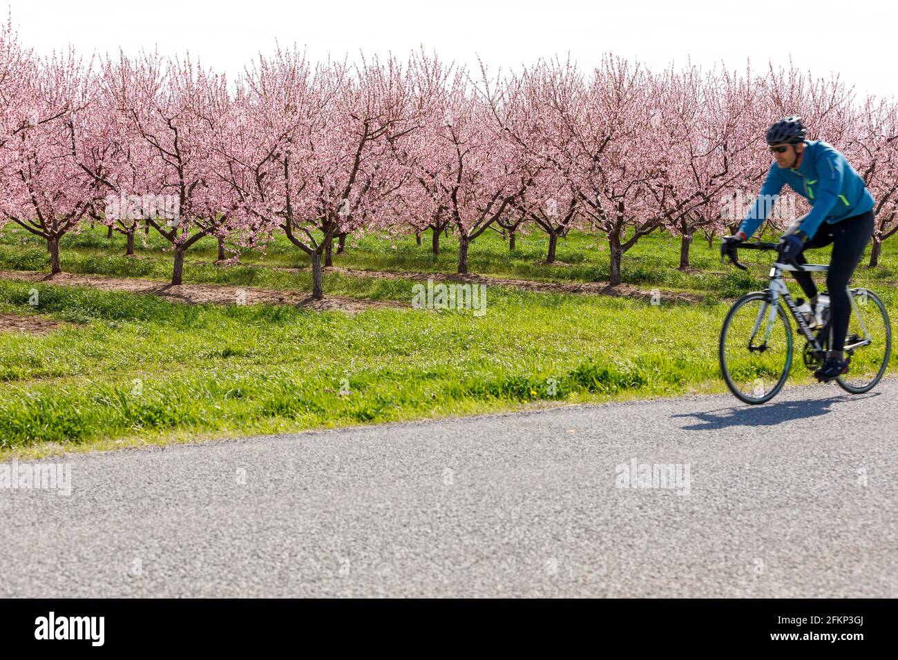 Canada, Ontario, Niagara on the Lake, cyclist riding past a peach orchard in bloom in the spring time Stock Photo