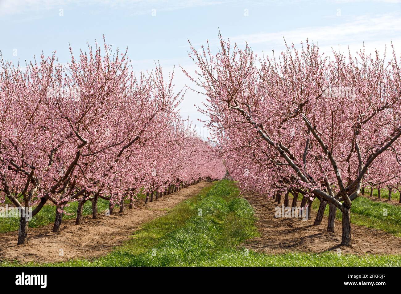 Canada, Ontario, Niagara on the lake, Peach orchards in spring time bloom. Stock Photo