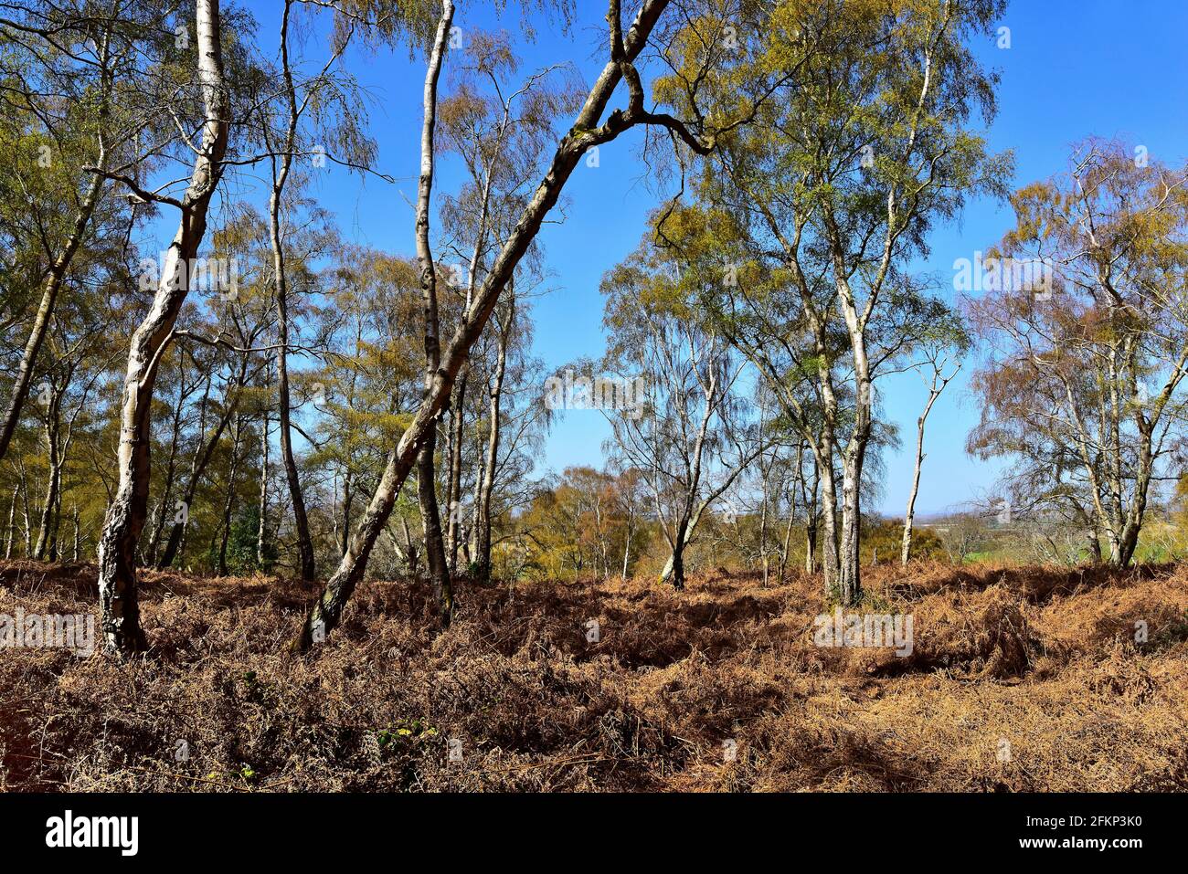 Hesworth Common, Fittleworth, West Sussex Stock Photo - Alamy