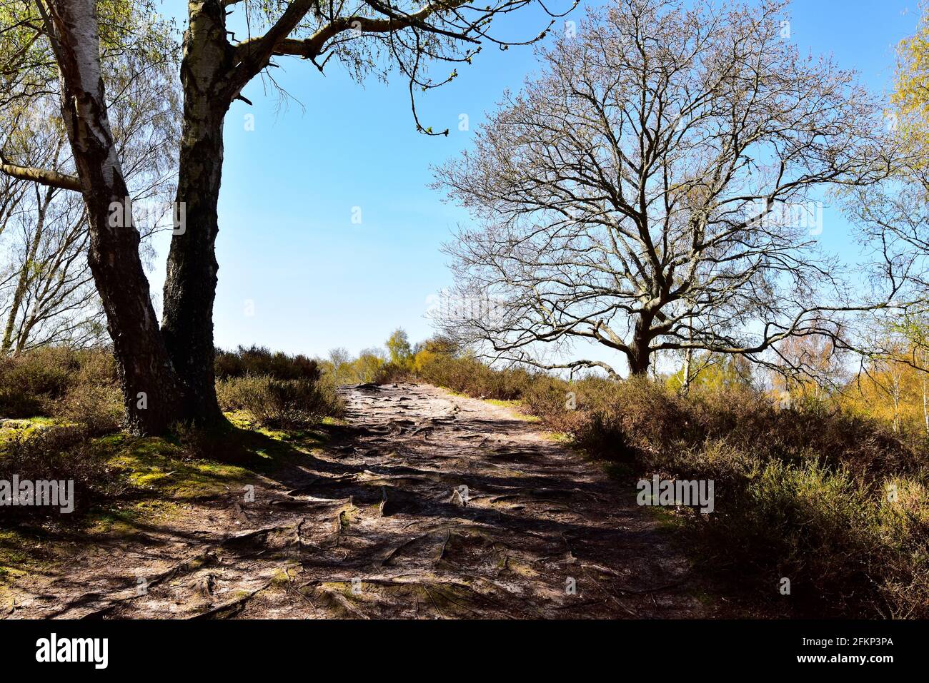 Hesworth Common, Fittleworth, West Sussex Stock Photo - Alamy