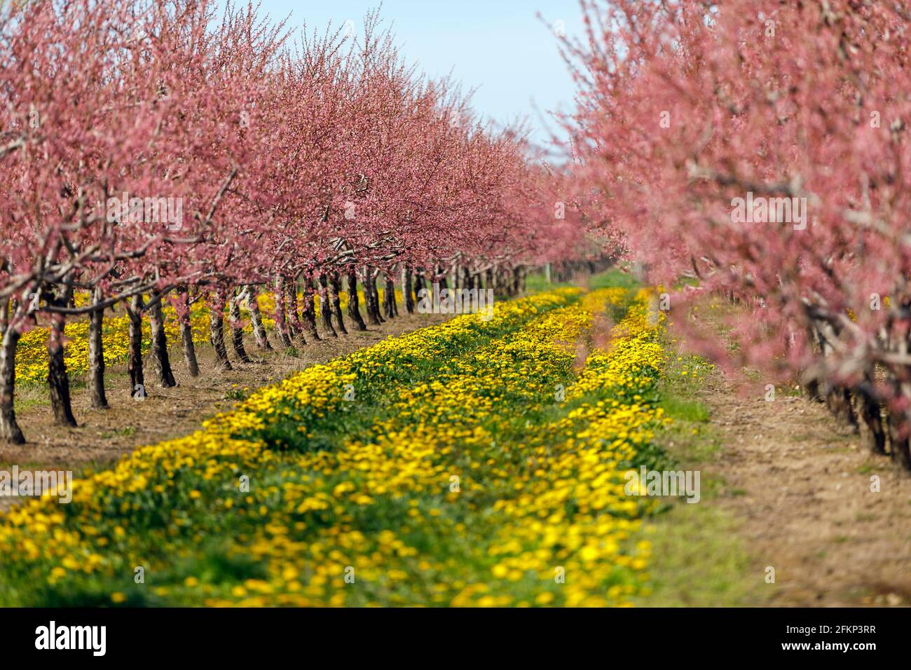 Canada, Ontario, Niagara on the Lake, Peach orchard in spring time bloom with a carpet of dandelions. Stock Photo
