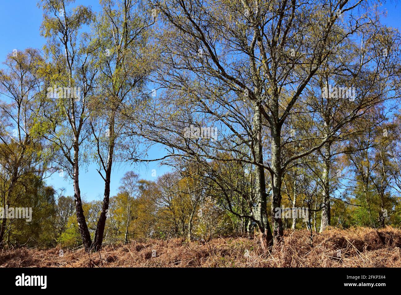 Hesworth Common, Fittleworth, West Sussex Stock Photo