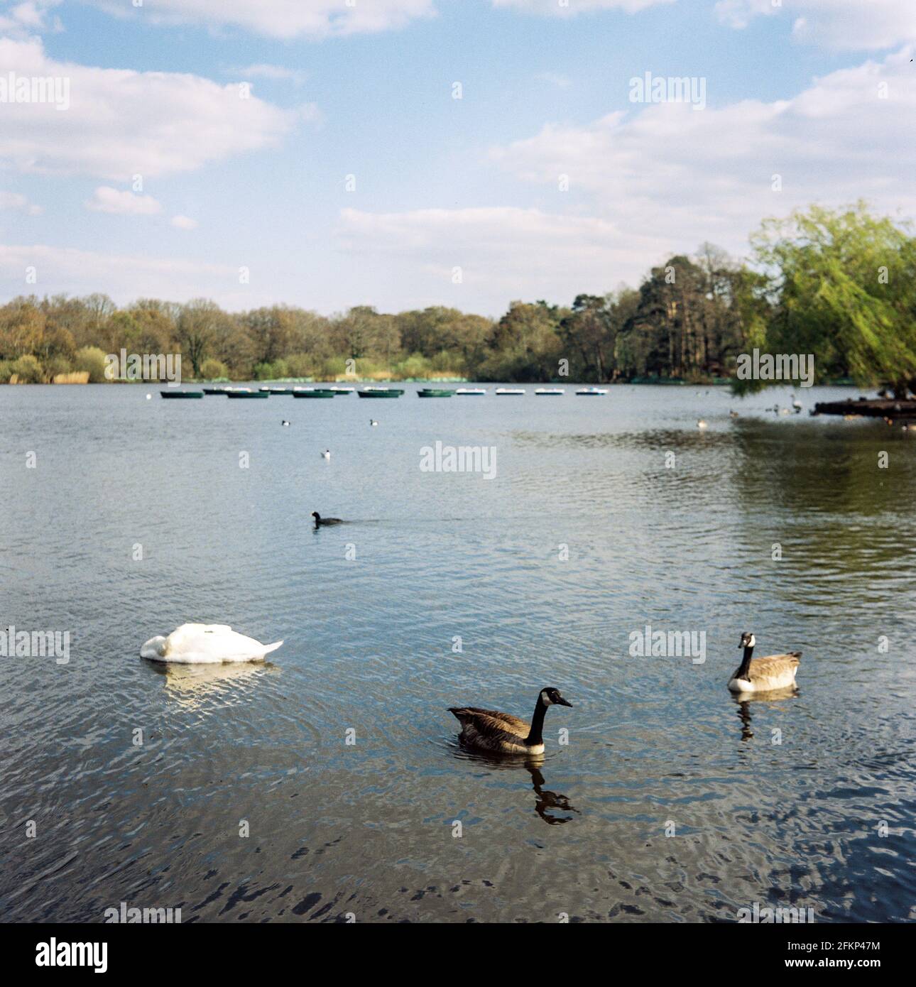 Petersfield Lake, Petersfield, Hampshire, England, United Kingdom. Stock Photo