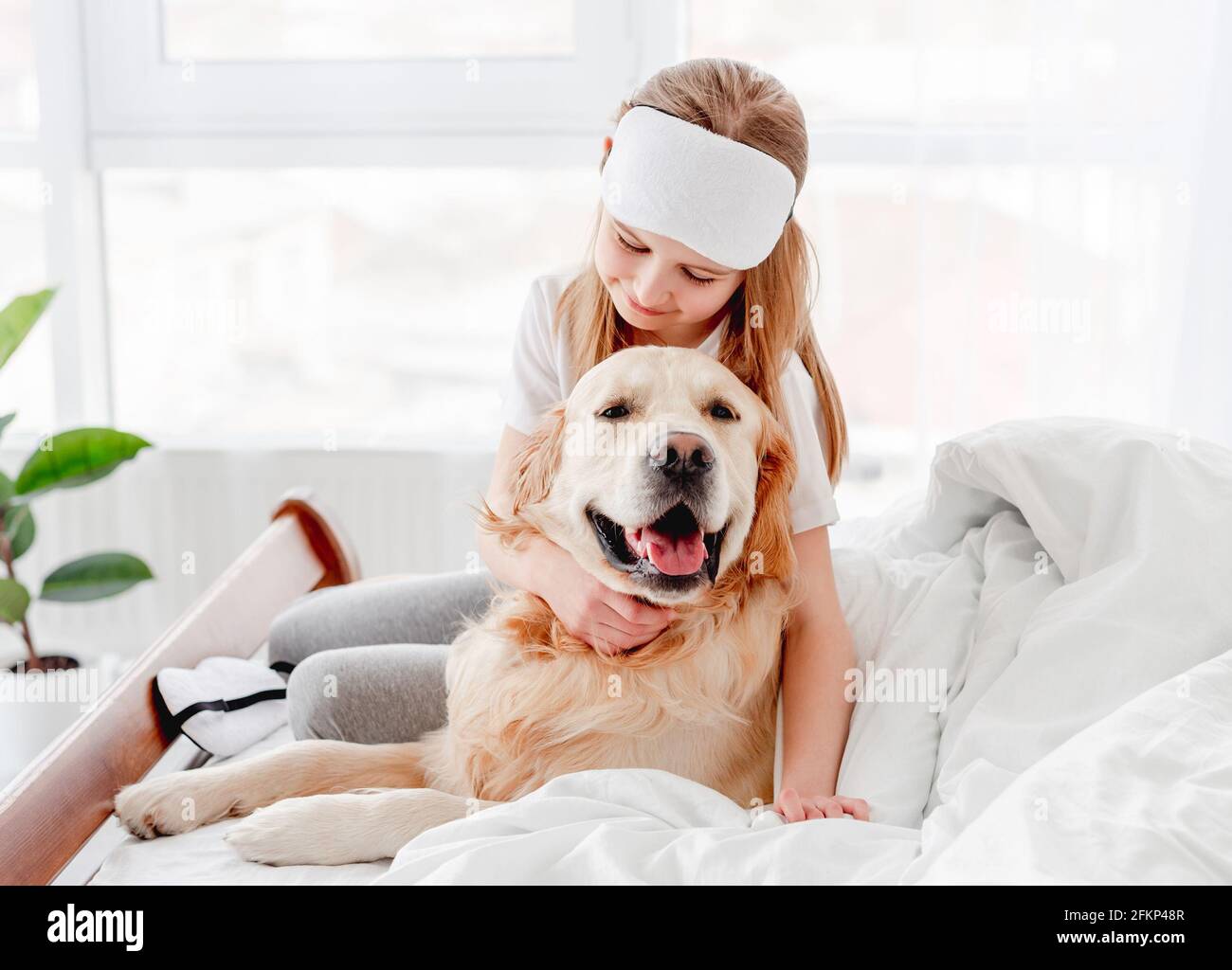 Girl with golden retriever dog in the bed Stock Photo - Alamy