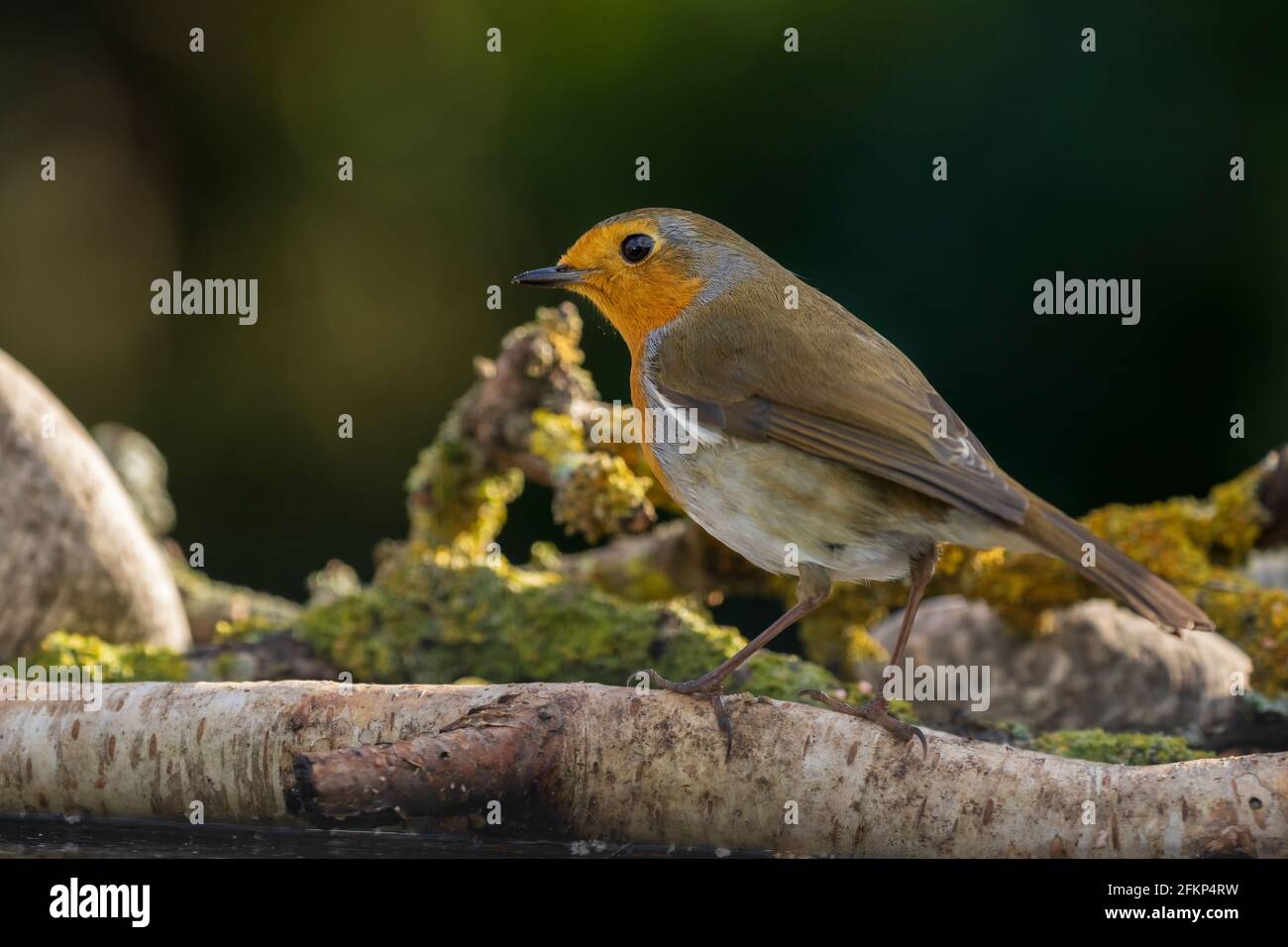 Robins In England Robin photographed at a garden in North Yorkshire England Stock Photo ...
