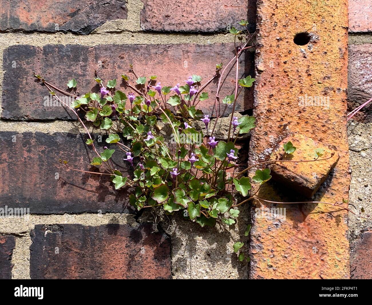 Cymbalaria muralis, Ivy-leaved Toadflax, wildflower plant growing in mortar between brickwork of wall Stock Photo