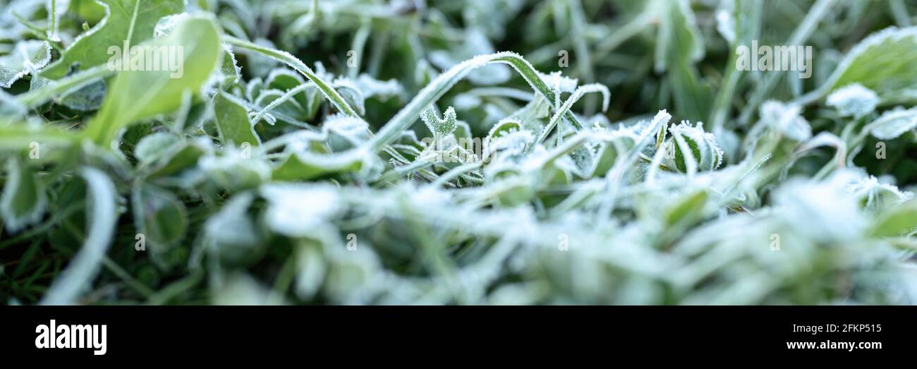 green grass with morning hoarfrost in garden, frozen grass with frost ...