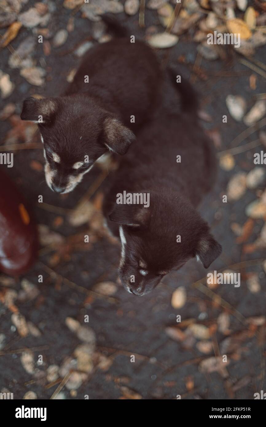 Beautiful and happy two cute adorable puppies are sitting in the autumn ...