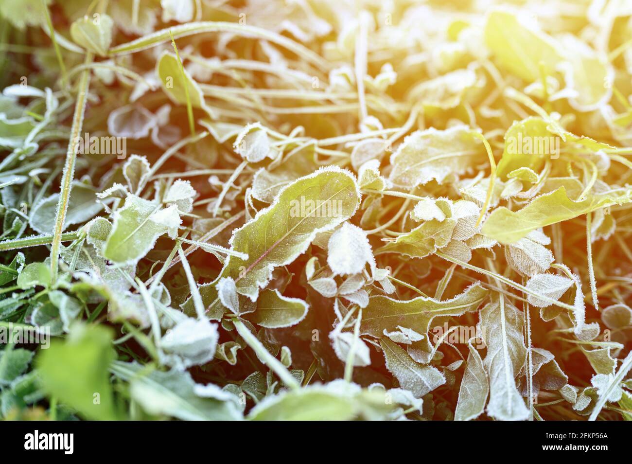 green grass with morning hoarfrost in garden, frozen grass with frost ...