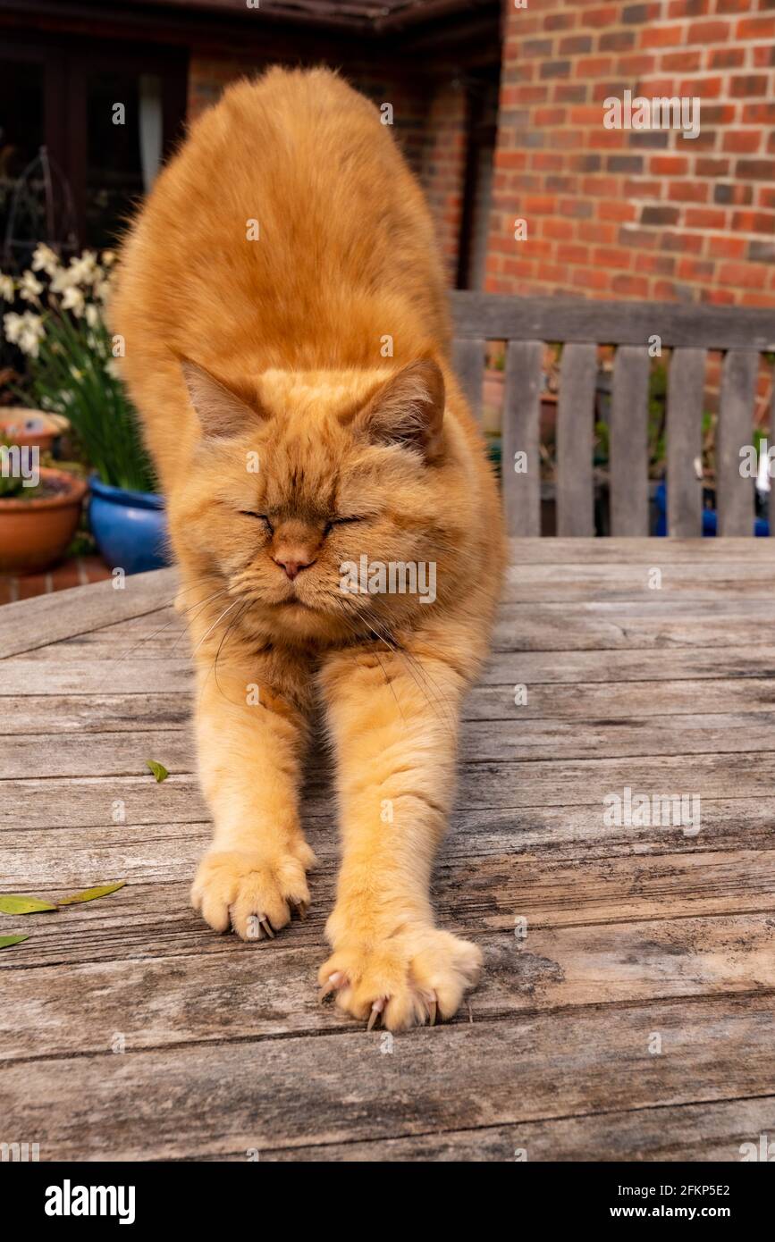 Ginger cat with claws out taking a stretch, Upper Wield, Alresford, Hampshire, UK Stock Photo