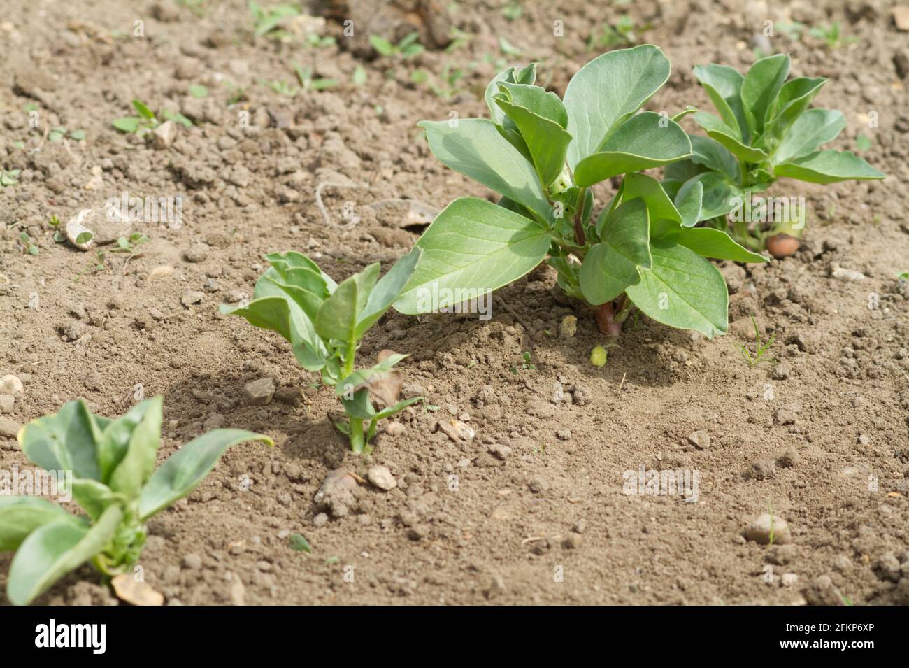 Young bean plants hi-res stock photography and images - Alamy