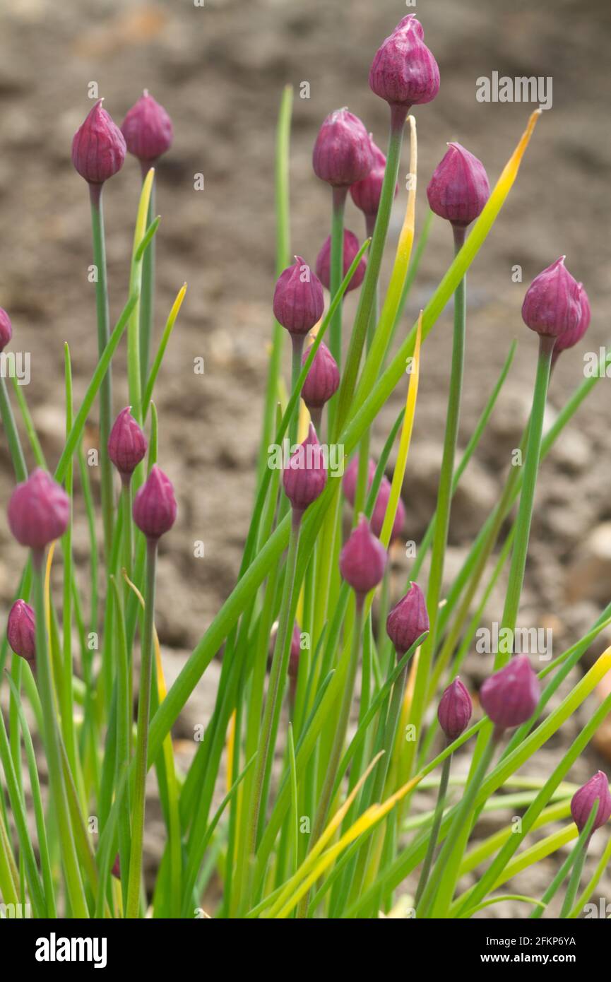 Allium schoenoprasum, chive flowers in bud spring UK Stock Photo