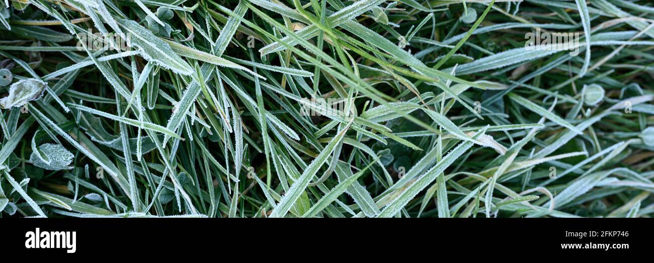 green grass with morning hoarfrost in garden, frozen grass with frost ...