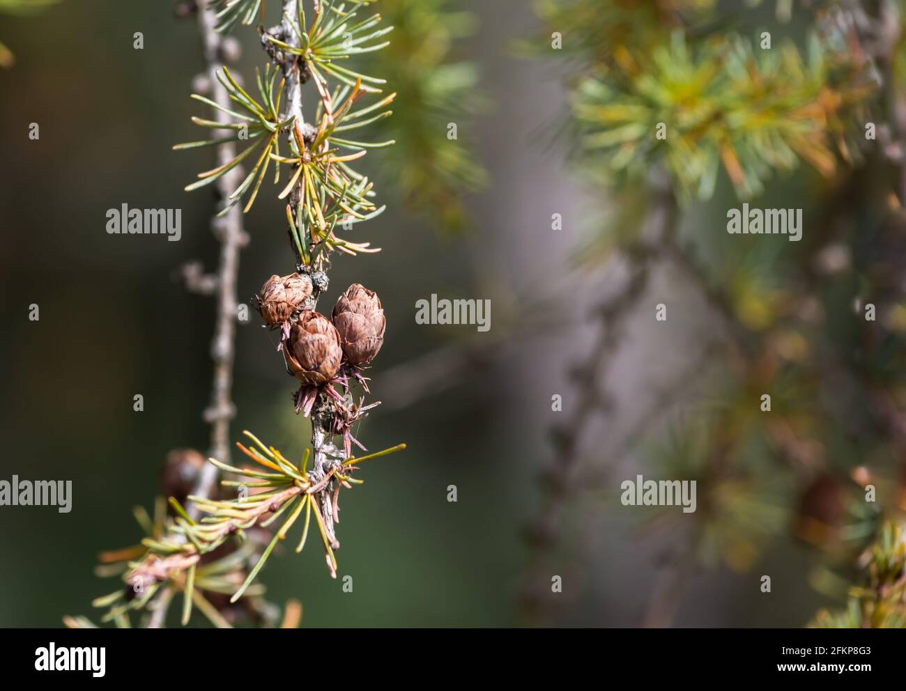 Small Pinecones on Branch with Green Background Stock Photo