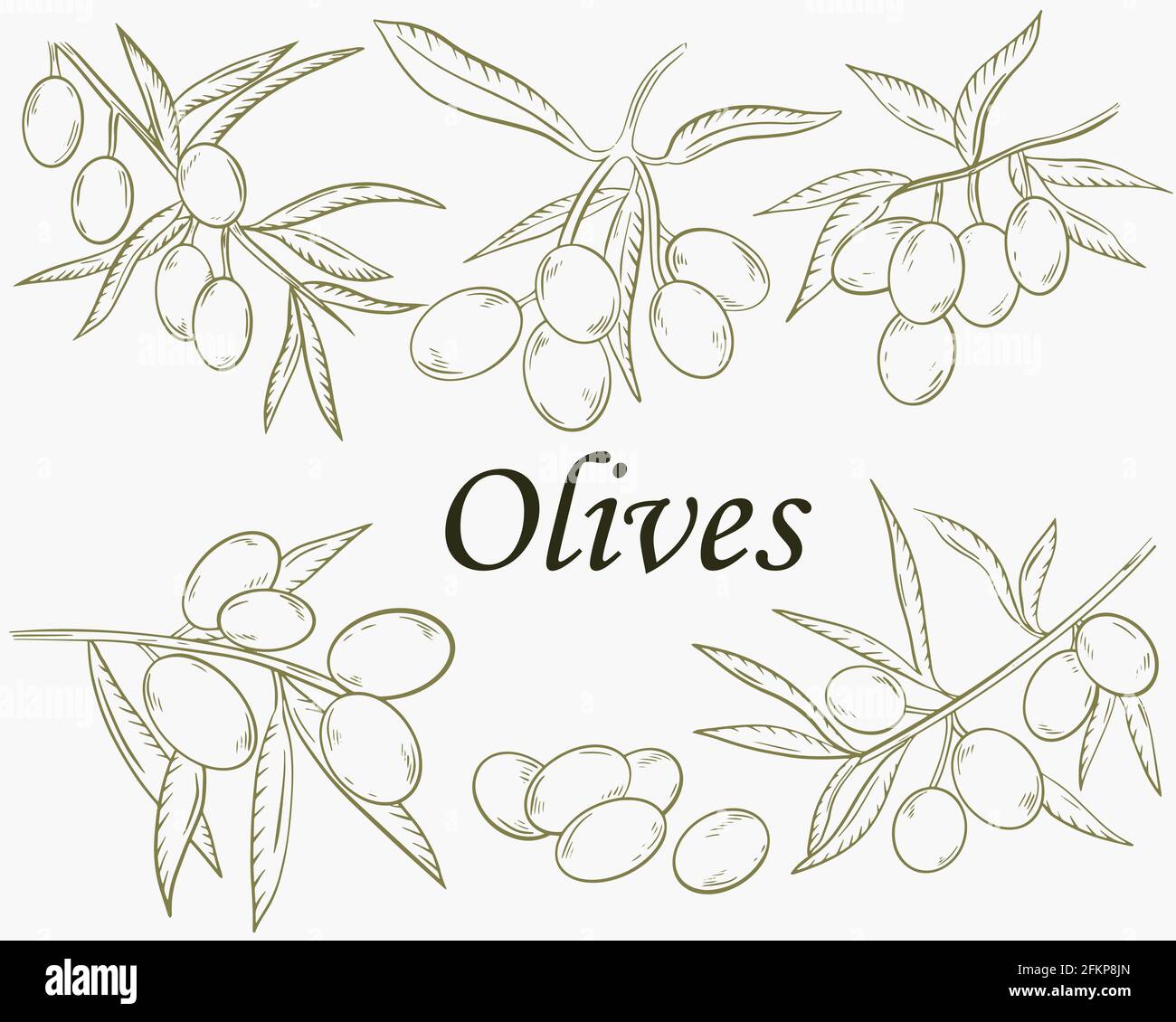 Set of branches with olives, sketch. Vector. Hand drawing. Stock Vector