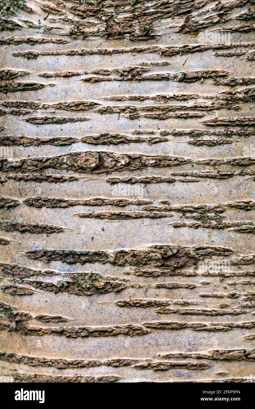 Horizontal Black Birch slit pattern on the tree bark (Maulden Wood, Bedfordshire, UK) Stock Photo