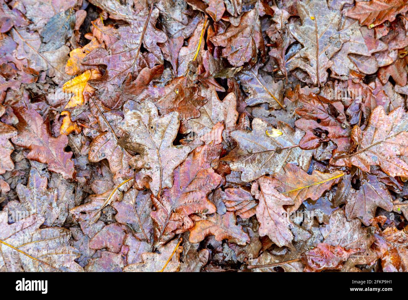 Wet felln autumn leaves background Maulden Wood, Bedfordshire, UK Stock Photo