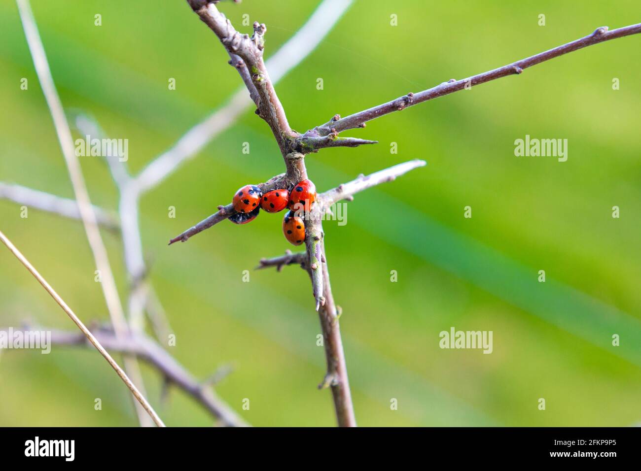 Ladybirds huddled together on a branch in winter (Maulden Wood, Bedfordshire, UK) Stock Photo