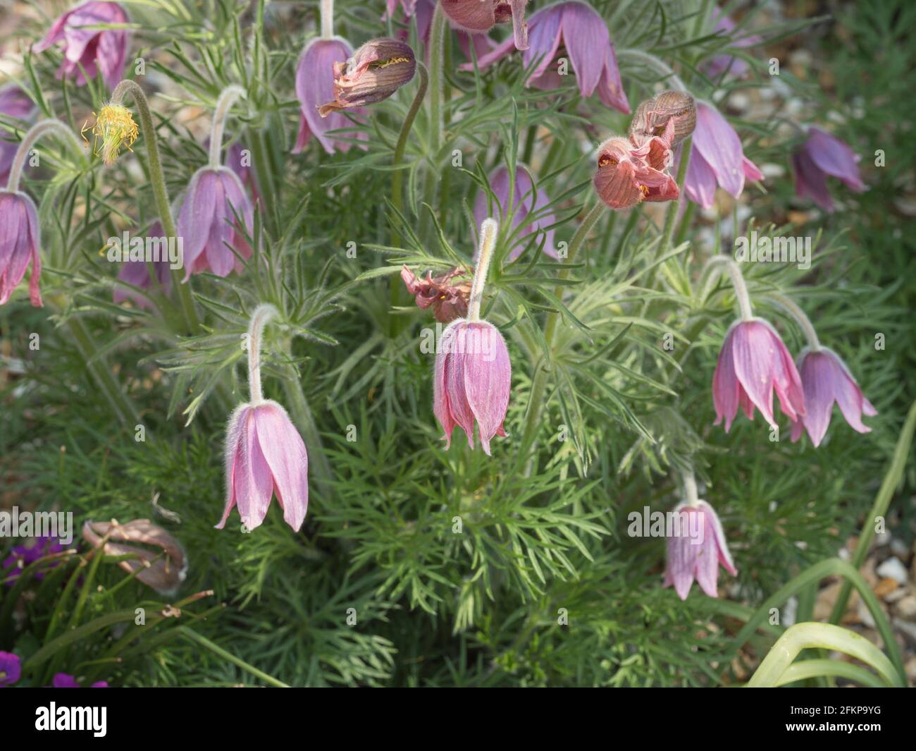 Pink flower buds leaves hi-res stock photography and images - Alamy