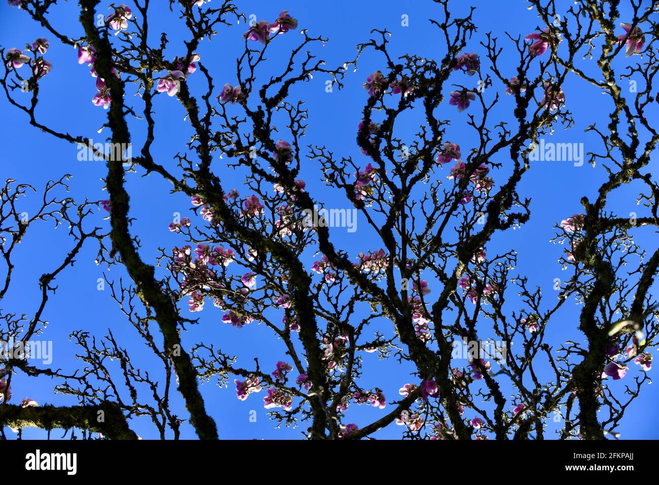 Herrlich blühender Magnolienbaum im Frühling gegen den strahlend blauen Himmel Stock Photo