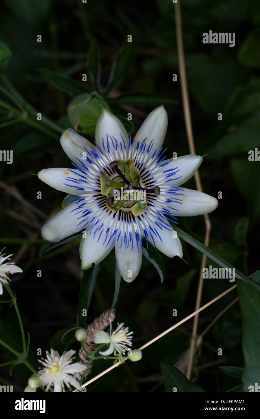 Blue Flower or Passiflora (Passiflora caerulea) leaves in tropical garden. Beautiful passion fruit flower or Passiflora (Passifloraceae). Passiflora i Stock Photo