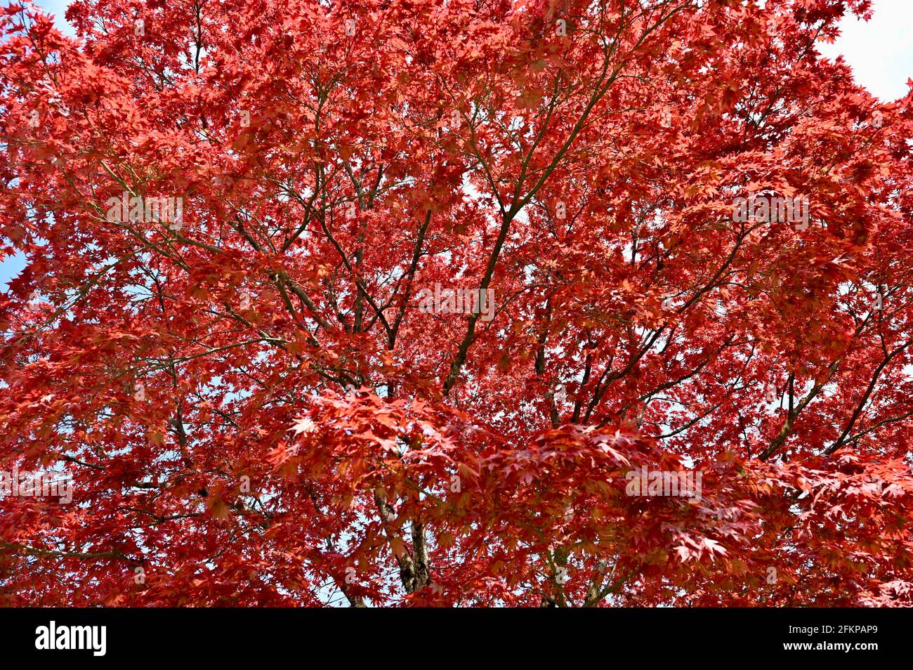 Herrlich rot  blättriger Ahornbaum im Frühling erfreut das Herz nach langer Winterpausse Stock Photo