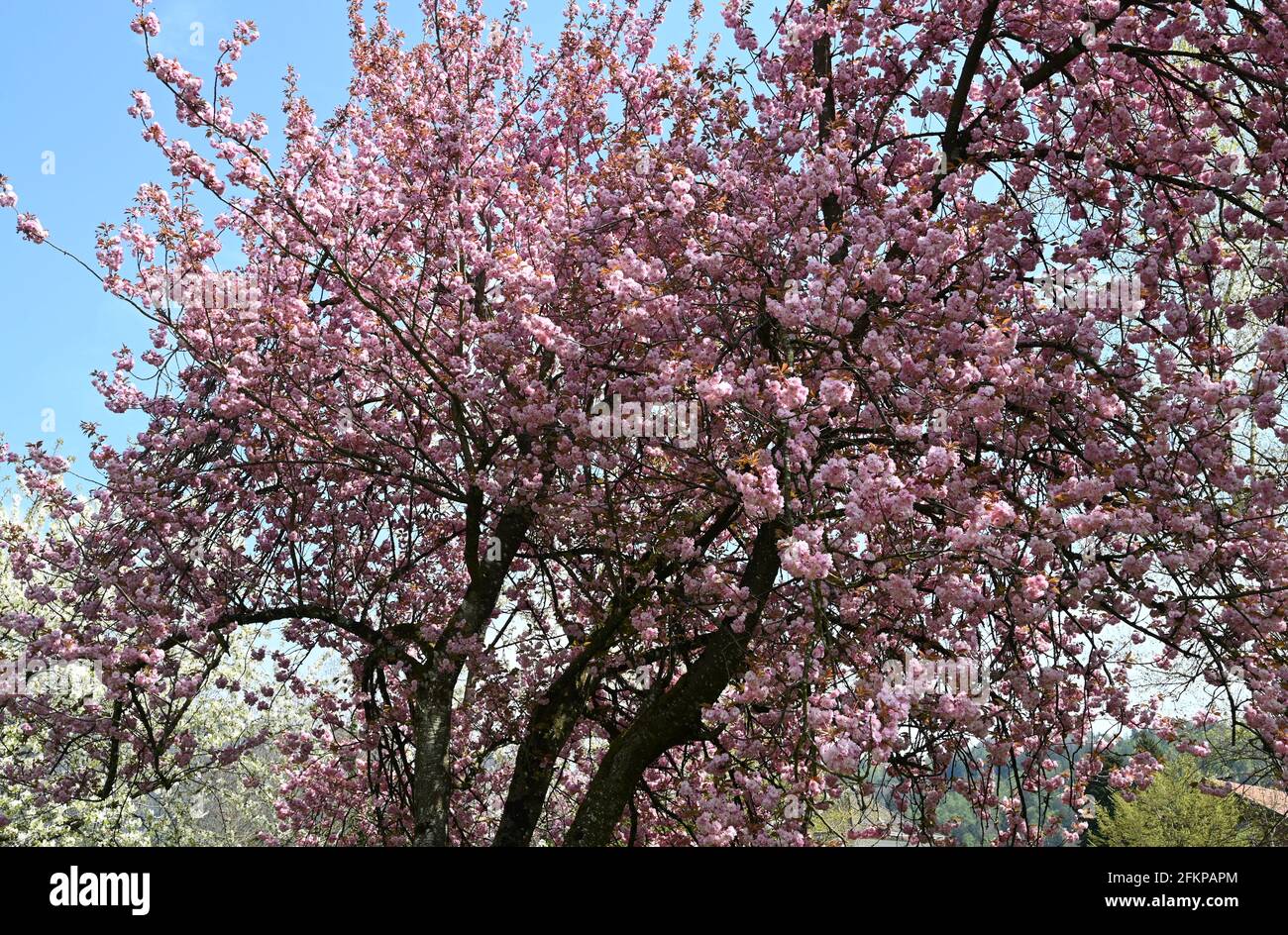 Herrlich blühender Mandelolienbaum im Frühling Stock Photo