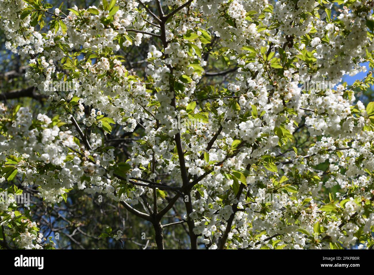 Kirschblüte Vorarlberg - Herrlich weiss blühender Kirschbaum im Frühling Stock Photo