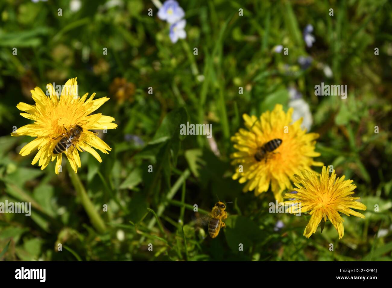 offene Löwenzahnblüten taraxacum im Frühling als Nektarspender für