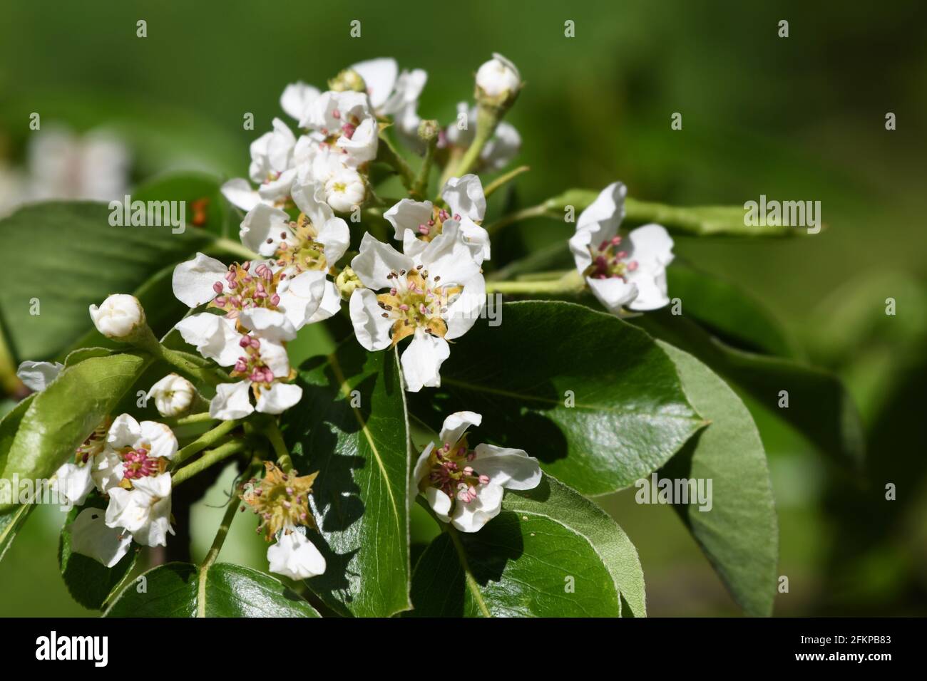 herrlich duftende Apfelblüten - Malus domestica- im Frühling in Vorarlberg Stock Photo