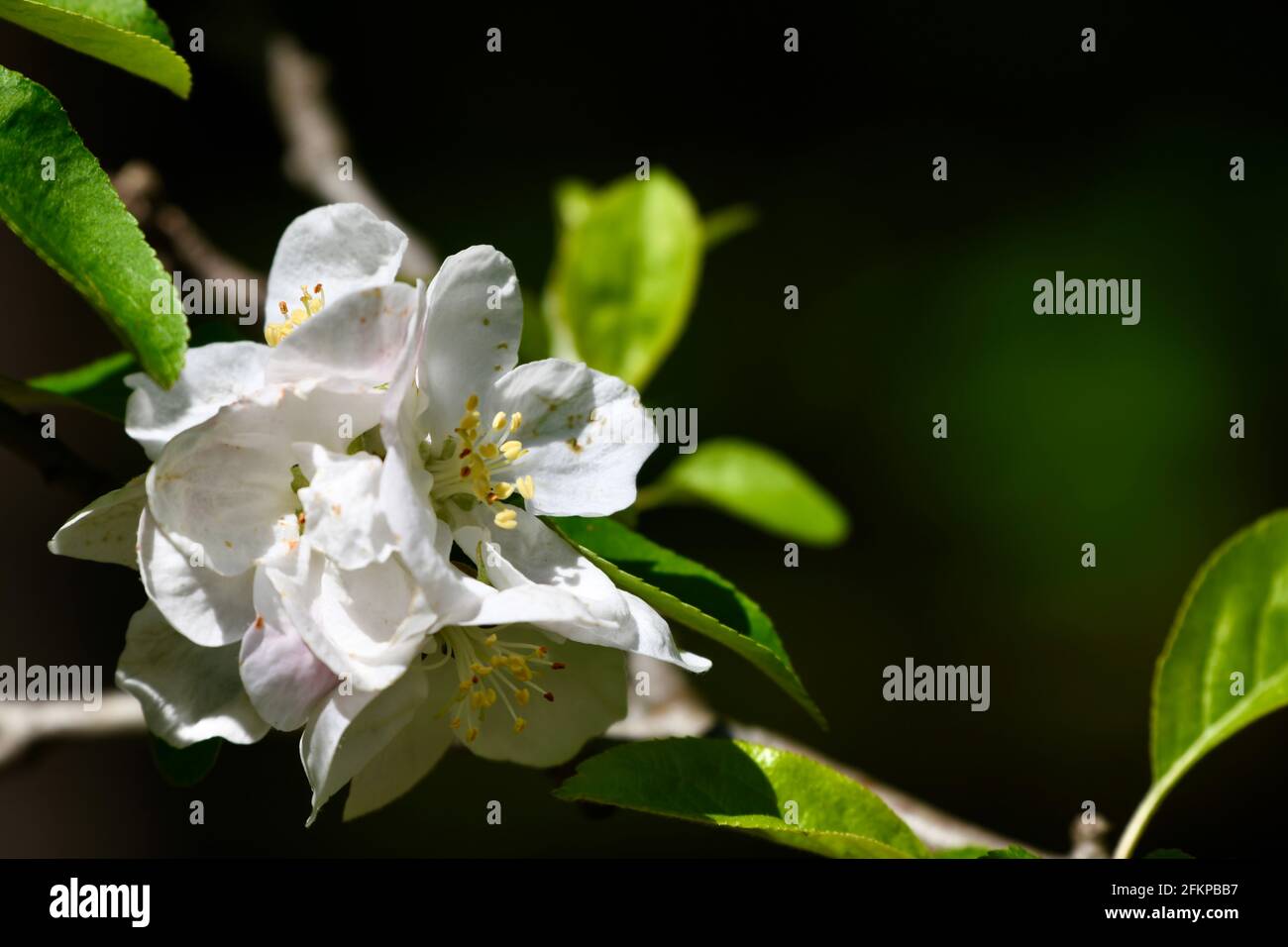 herrlich duftende Apfelblüten - Malus domestica- im Frühling in Vorarlberg Stock Photo