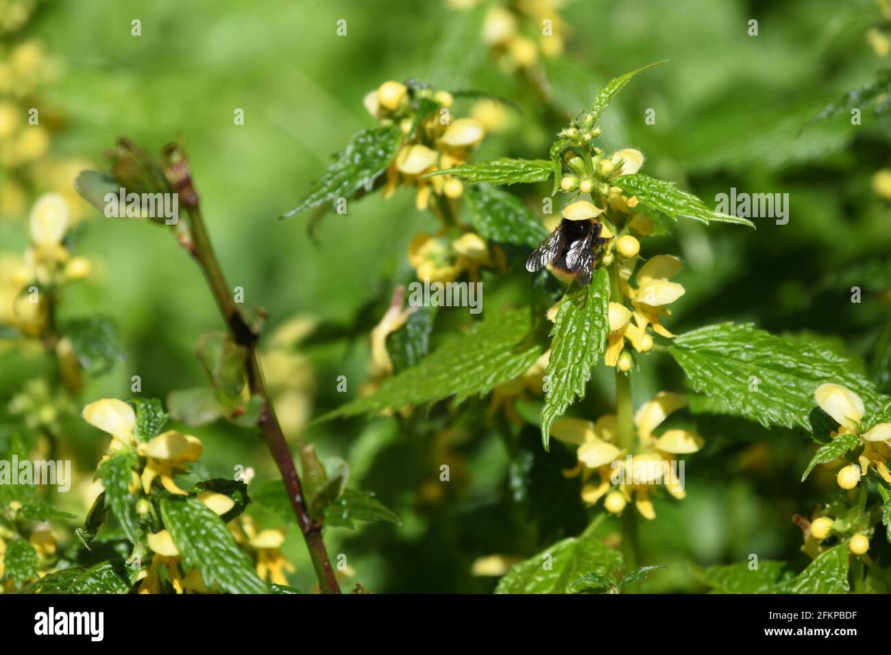 in Eurasien weit verbreitete Heilpflanze und Bienenweide Latium galeobdolon - gelbe oder Goldtaubnessel als Nahrungsspender für eine Fliege Stock Photo