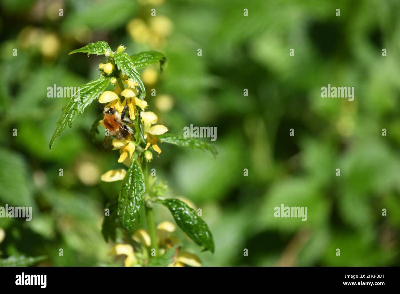 in Eurasien weit verbreitete Heilpflanze und Bienenweide Latium galeobdolon - gelbe oder Goldtaubnesselals Futterspender für Hummeln Stock Photo