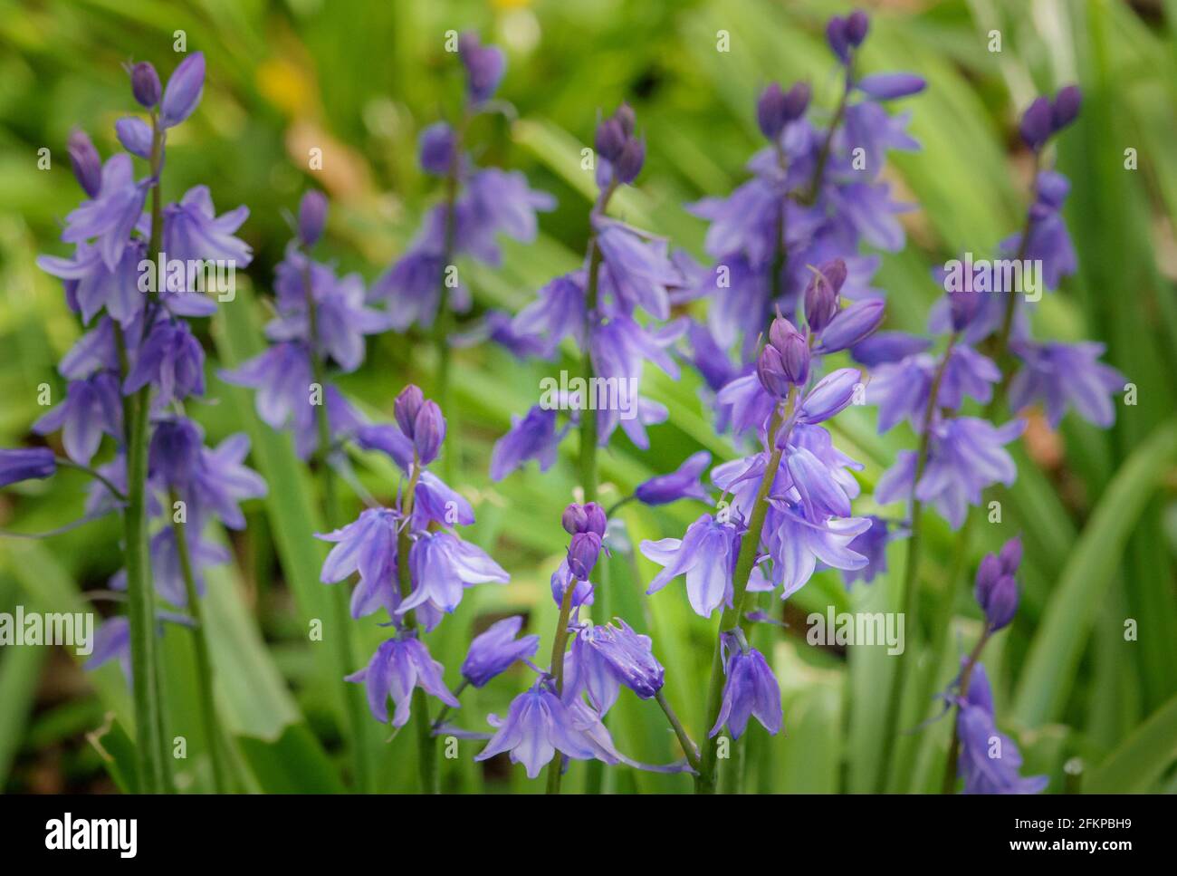 Blue purple petals hi-res stock photography and images - Alamy