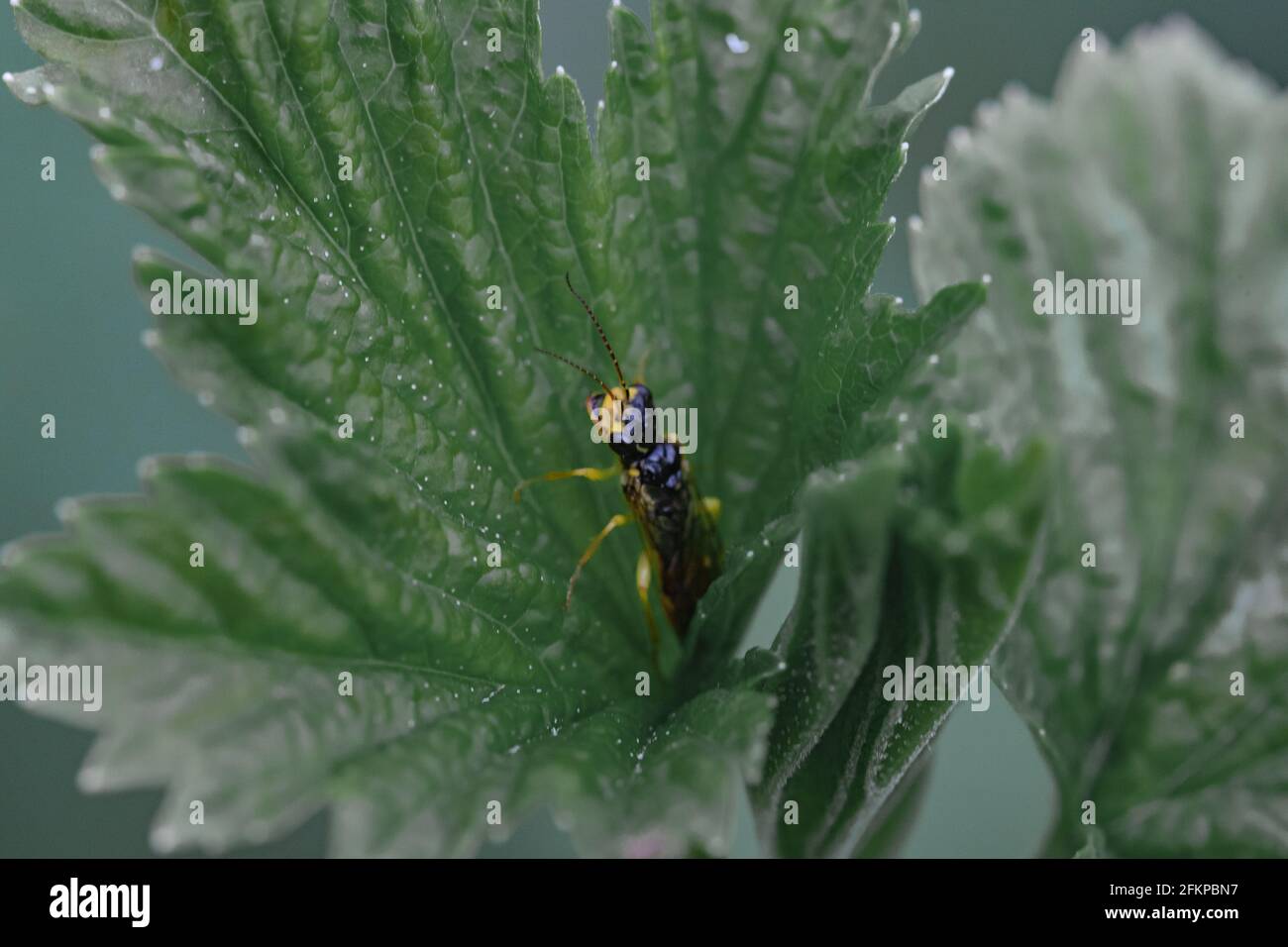 Yellow shieldbug on the blade of grass. Black background. Extreme macro closeup. Large yellow bug, one, close up Stock Photo