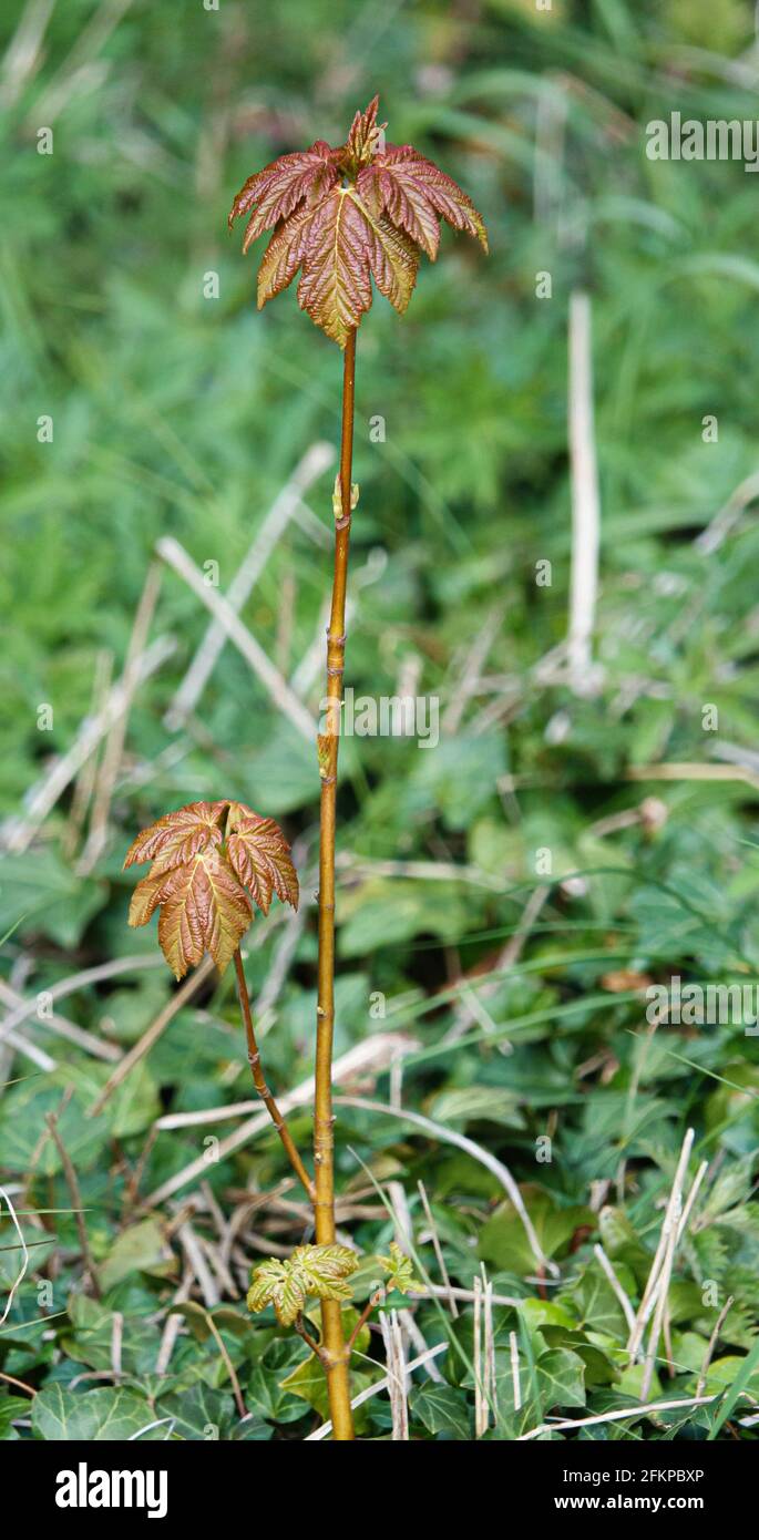 Sycamore seedling hires stock photography and images Alamy