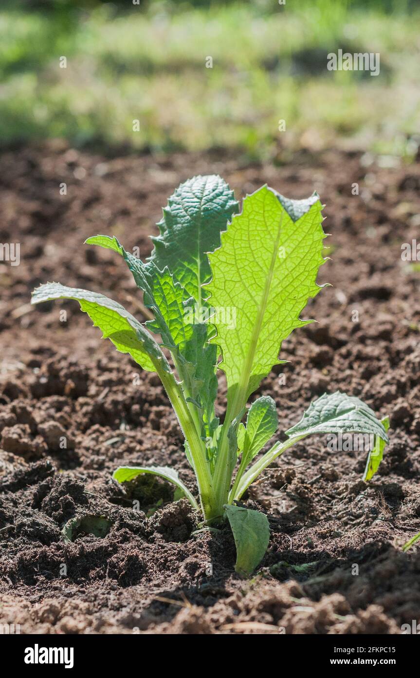 Small artichoke plant just transplanted into the vegetable garden Stock