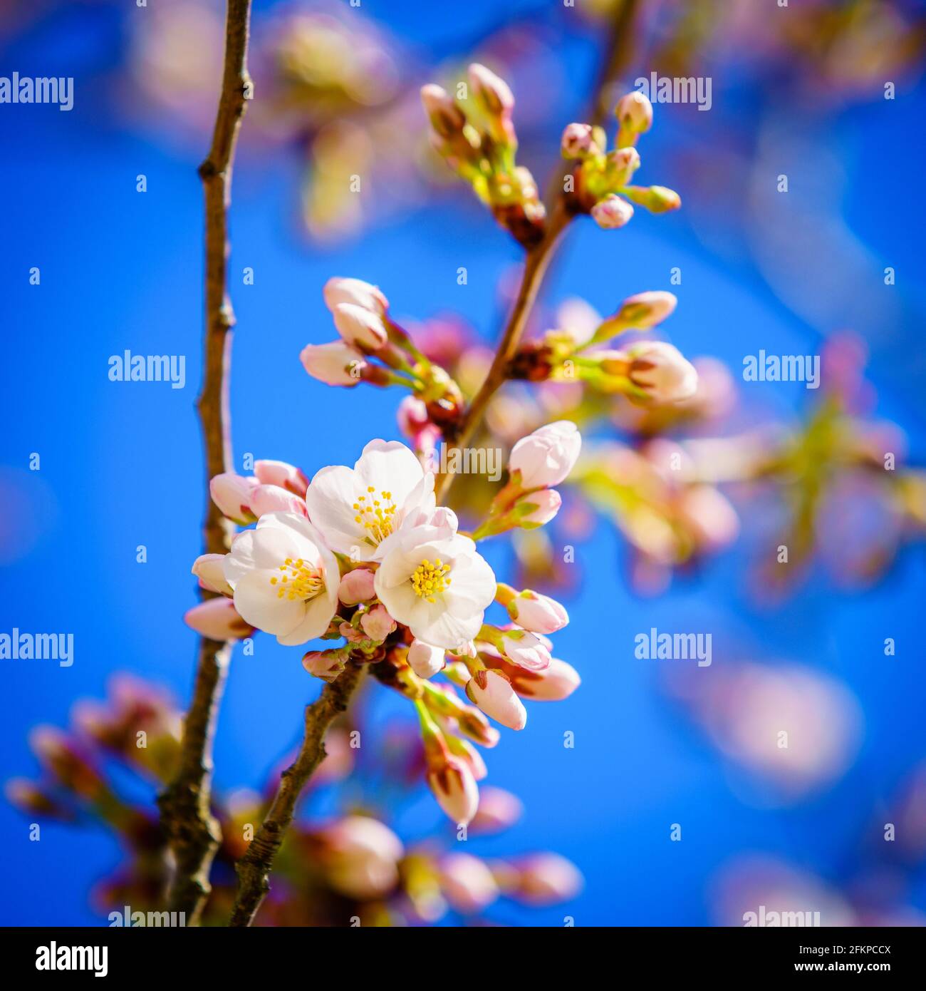 First blooms of Yoshino Cherry Tree in spring Stock Photo
