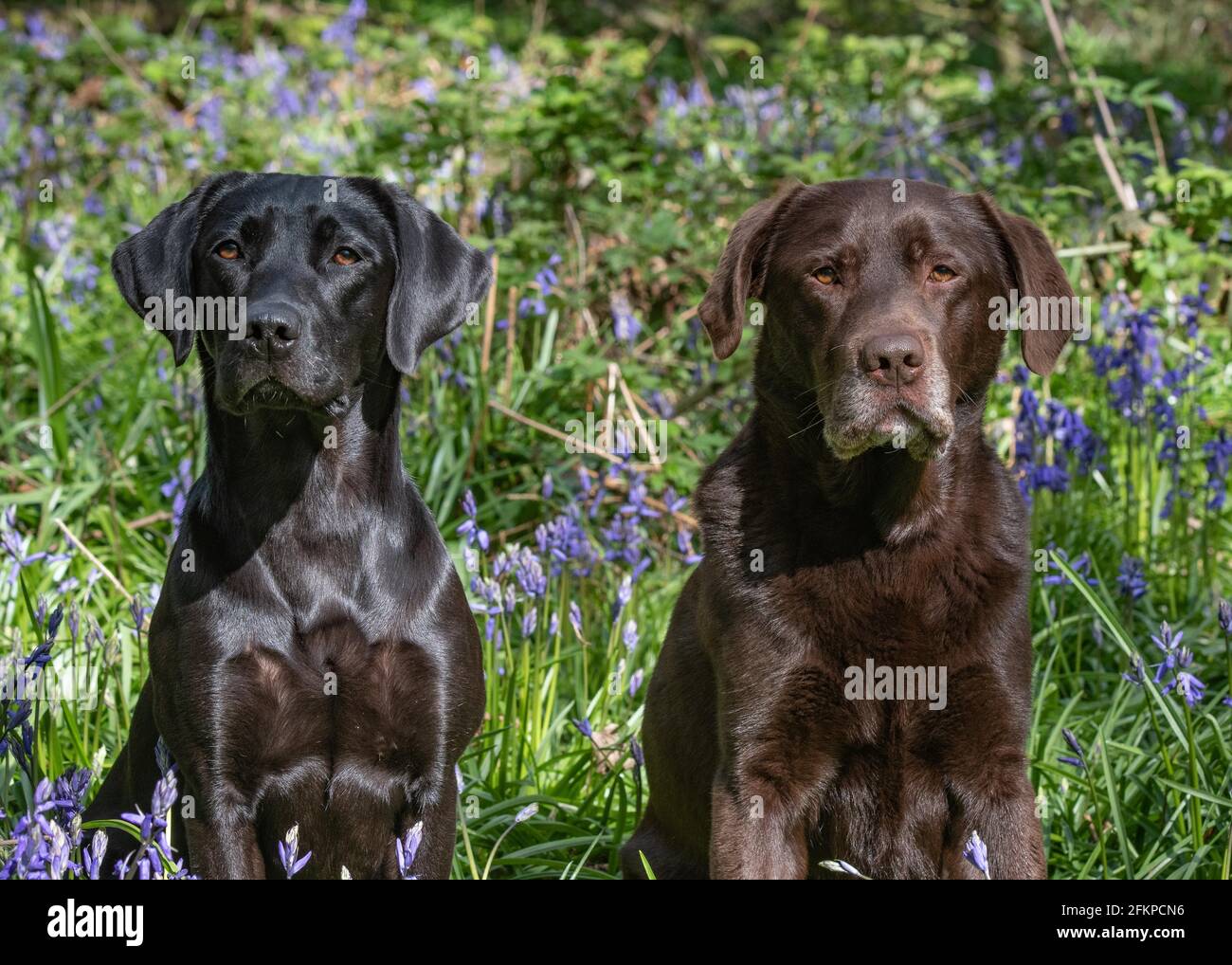 Labradors black white chocolate hi-res stock photography and images - Alamy