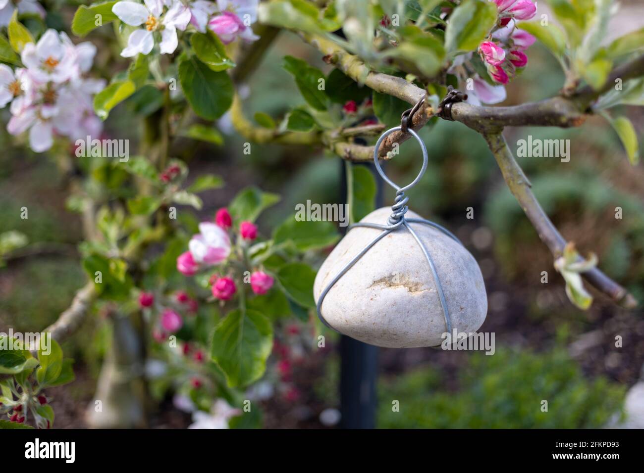 Close-up of a young apple tree with a stone attached to train the tree limb into position Stock Photo