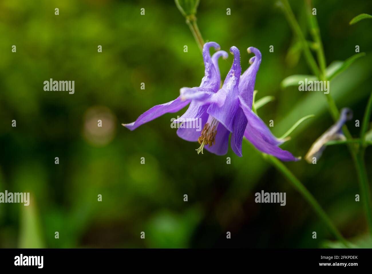 European purple columbine flower, green background nature Stock Photo