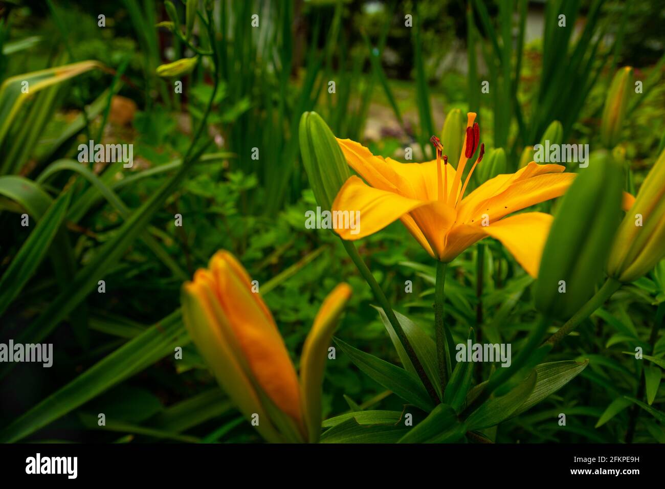 Yellow lily flower in the green garden Stock Photo - Alamy