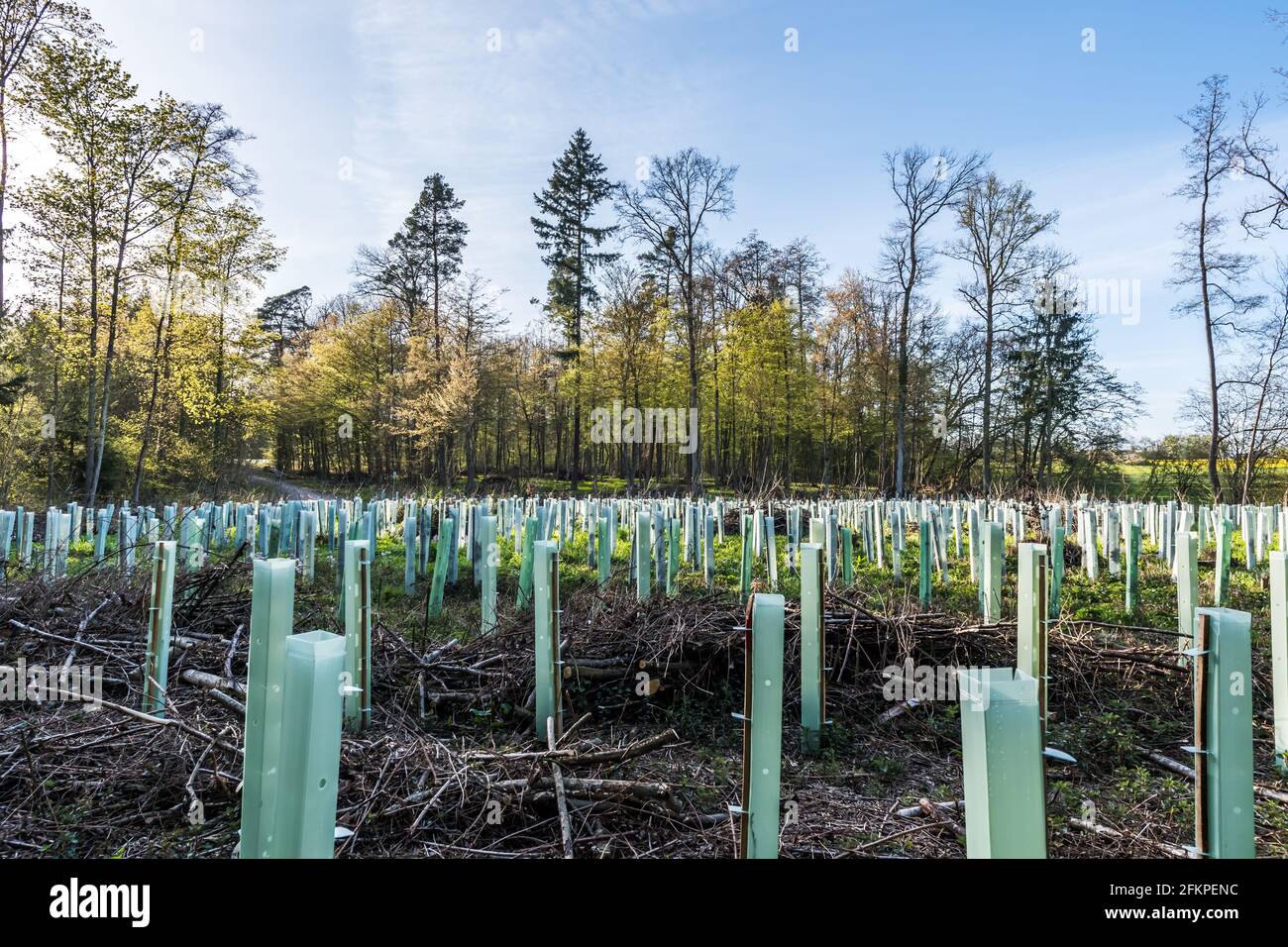 Reforestation in mixed forest with pipe support for the young trees Stock Photo