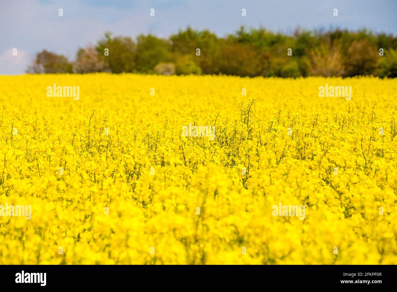 Bright yellow Rapeseed field in Hampshire, England Stock Photo